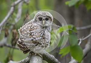 A Barred owl owlet perched high on a branch in the forest in Canada