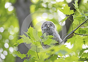 A Barred owl owlet perched high on a branch in the forest in Canada