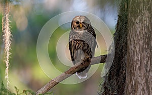 Barred Owl perch on a Tree