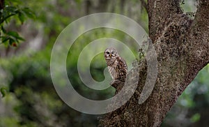 Barred Owl perch on a Tree