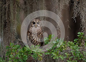 Barred Owl perch on a Tree