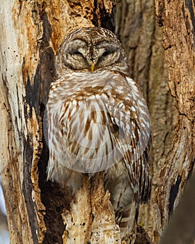 Barred Owl Perched