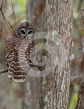 Barred Owl Perched on Bald Cypress Branch Looking at Camera