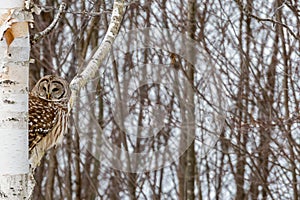Barred Owl Perched in Birch Tree