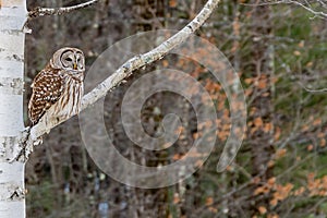 Barred Owl Perched in Birch Tree