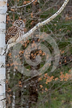 Barred Owl Perched in Birch Tree