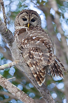 Barred Owl Perched on Branch and Watching Intently
