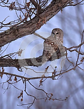 Barred owl perched on Oak Tree Branch
