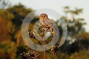 Barred owl perched on a small tree branch with blur trees background, shallow focus shot