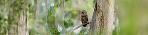 Barred Owl perched on a Tree