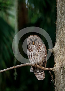Barred Owl perched on a Tree