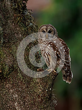 Barred Owl perched on a Tree