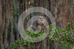 Barred Owl perched on a Tree