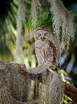 Barred Owl perched on a Tree