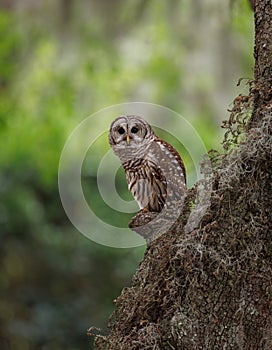 Barred Owl perched on a Tree