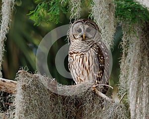 Barred Owl perched on a Tree