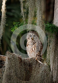 Barred Owl perched on a Tree