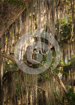 Barred Owl perched on a Tree