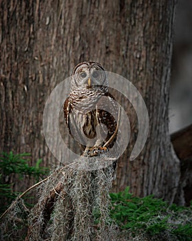 Barred Owl perched on a Tree