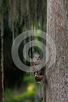 Barred Owl perched on a Tree