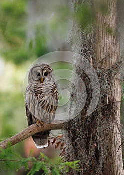 Barred Owl perched on a Tree