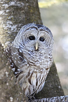 Barred Owl perched in tree