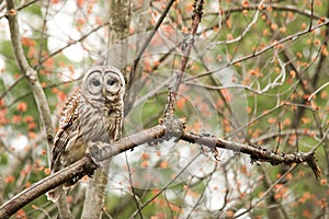 Barred Owl