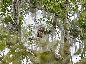 A barred owl perched on a tree branch at the Barataria Preserve near New Orleans, Louisiana
