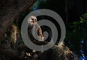Barred Owl perched on a Tree