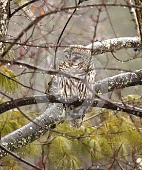 Barred owl, perched tree branch raindrops wildlife outdoors