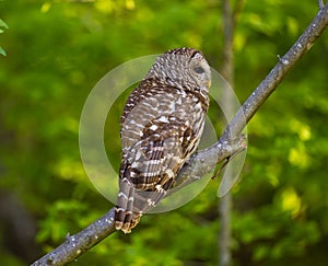 Barred owl perched on a tree branch. Strix varia.