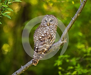 Barred owl perched on a tree branch. Strix varia.