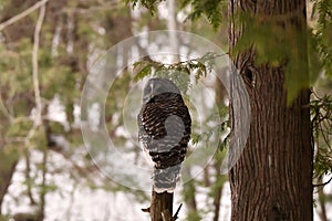 Barred Owl perched in a tree in front of a snow covered forest