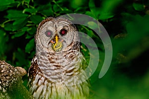 Barred Owl Perched in a Tree