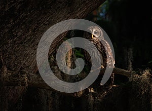 Barred Owl perched on a Treein the early Morning Light