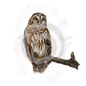 Barred Owl perching watercolor