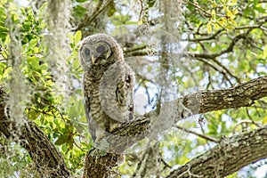 Barred Owl at Pinehurst Park Sarasota