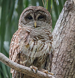 Barred Owl Portrait