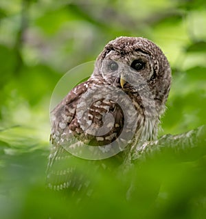 Barred Owl Portrait