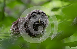 Barred Owl Portrait