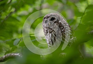 Barred Owl Portrait