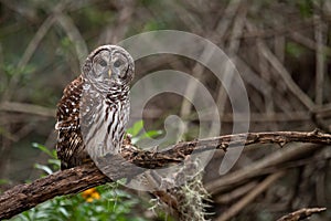 Barred Owl Portrait