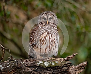 Barred Owl Portrait