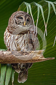 Barred Owl Portrait