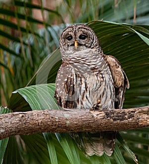 Barred Owl Portrait