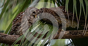 Barred Owl Portrait