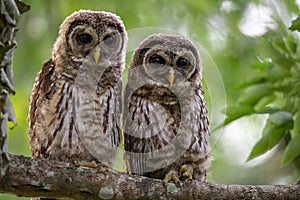 Barred Owl Portrait