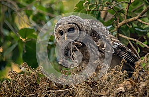 Barred Owl Portrait