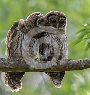 Barred Owl Portrait