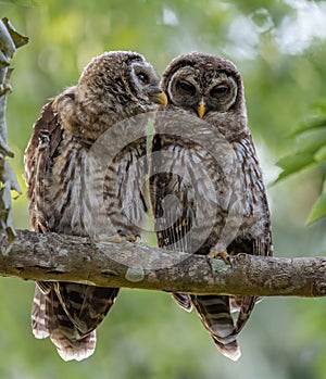 Barred Owl Portrait